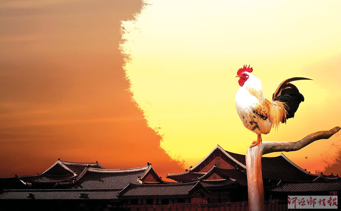 雄雞報曉 走進(jìn)雞年 雄雞報曉 走進(jìn)雞年