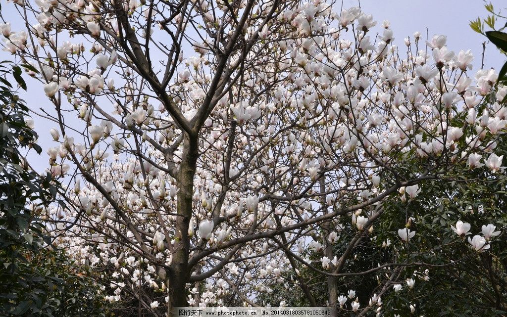 玉蘭花開(kāi)