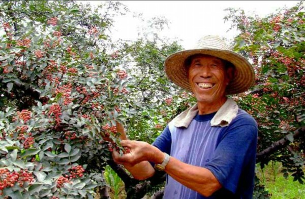 又到山鄉(xiāng)椒紅時(shí)